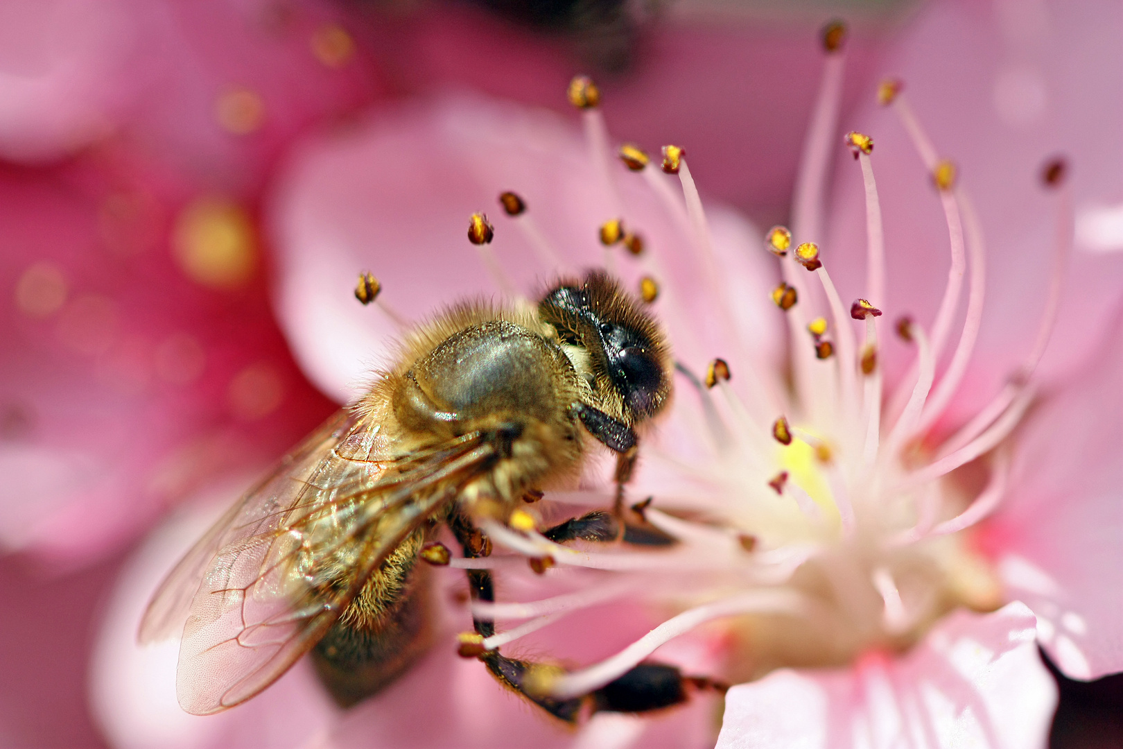 Abeille sur fleur de pécher