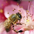 Abeille sur fleur de pécher