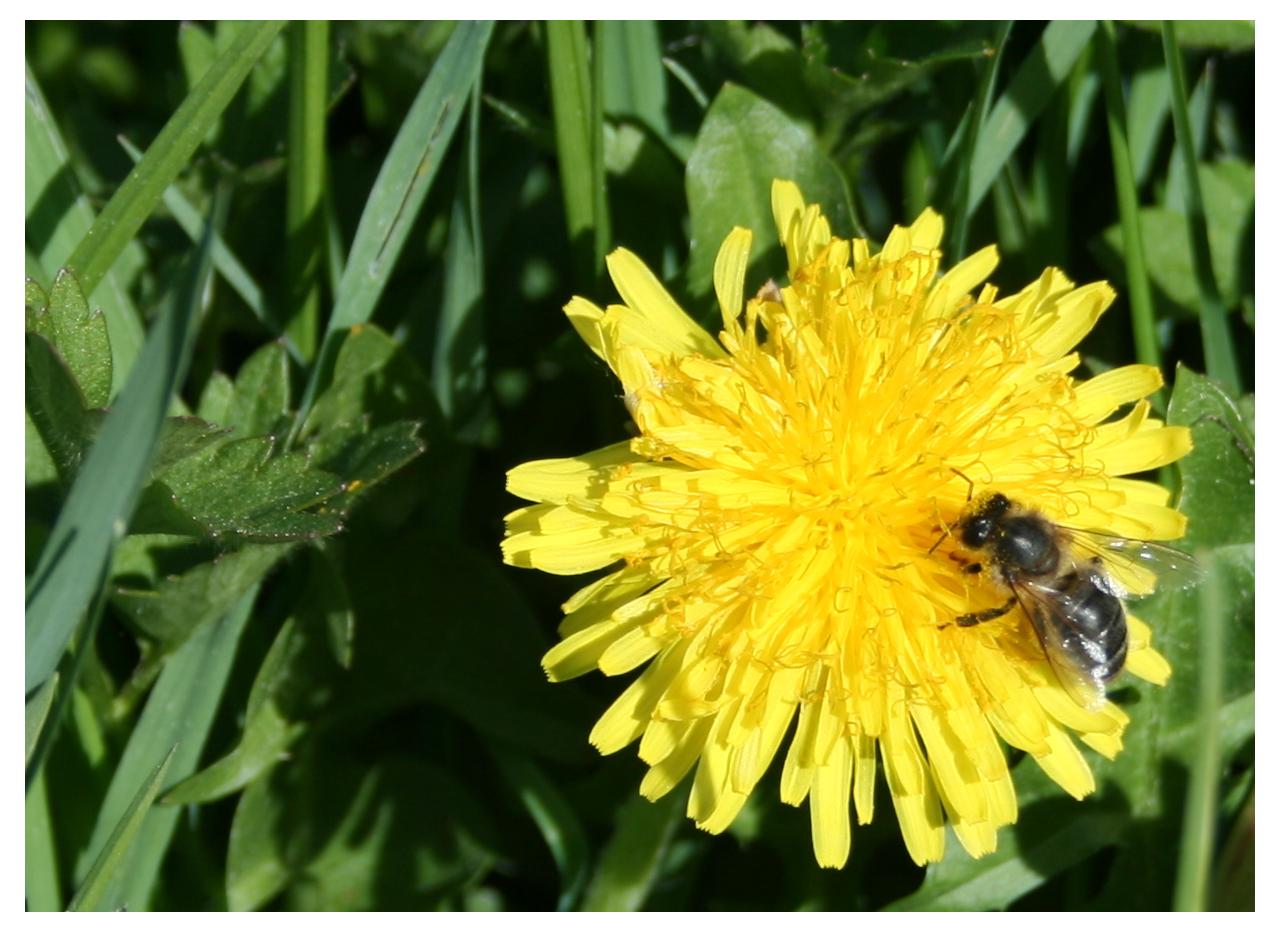 Abeille sur fleur de pissenlit