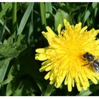 Abeille sur fleur de pissenlit