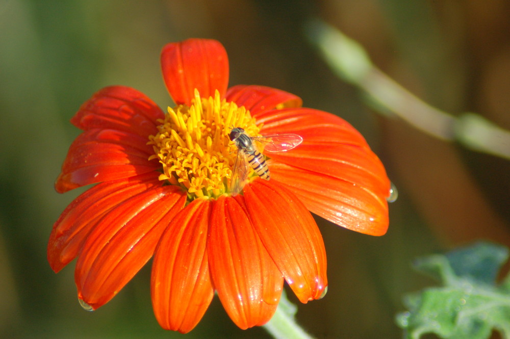 abeille sur fleur des champs