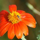 abeille sur fleur des champs