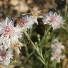 abeille sur fleur des champs