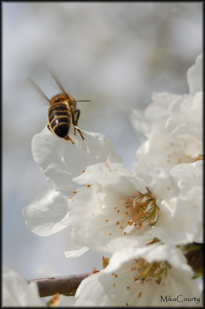 Abeille sur fleurs de cerisier