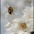 Abeille sur fleurs de cerisier