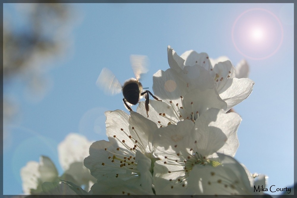 Abeille sur fleurs de cerisier en contre jour