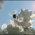 Abeille sur fleurs de cerisier en contre jour