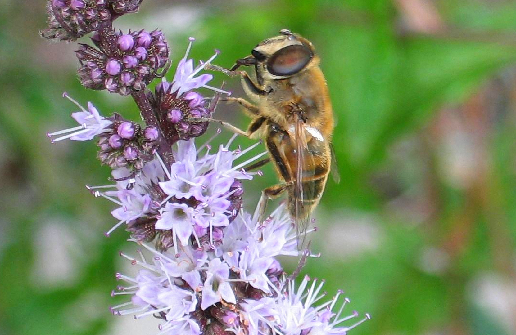 Abeille sur fleurs de menthe