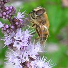 Abeille sur fleurs de menthe