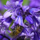 Abeille sur jacinthe des bois