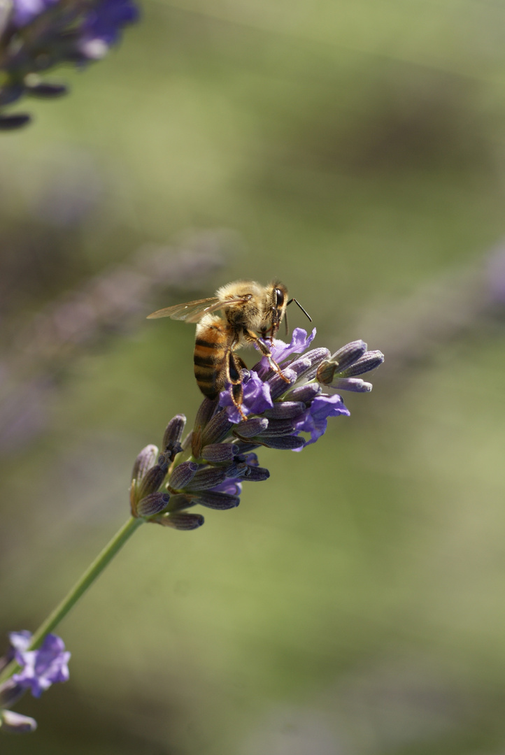 Abeille sur lavande