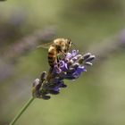 Abeille sur lavande