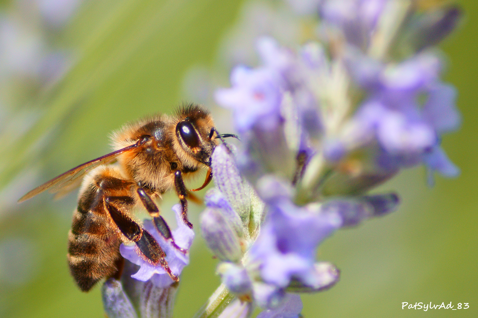 Abeille sur Lavande