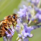 Abeille sur Lavande