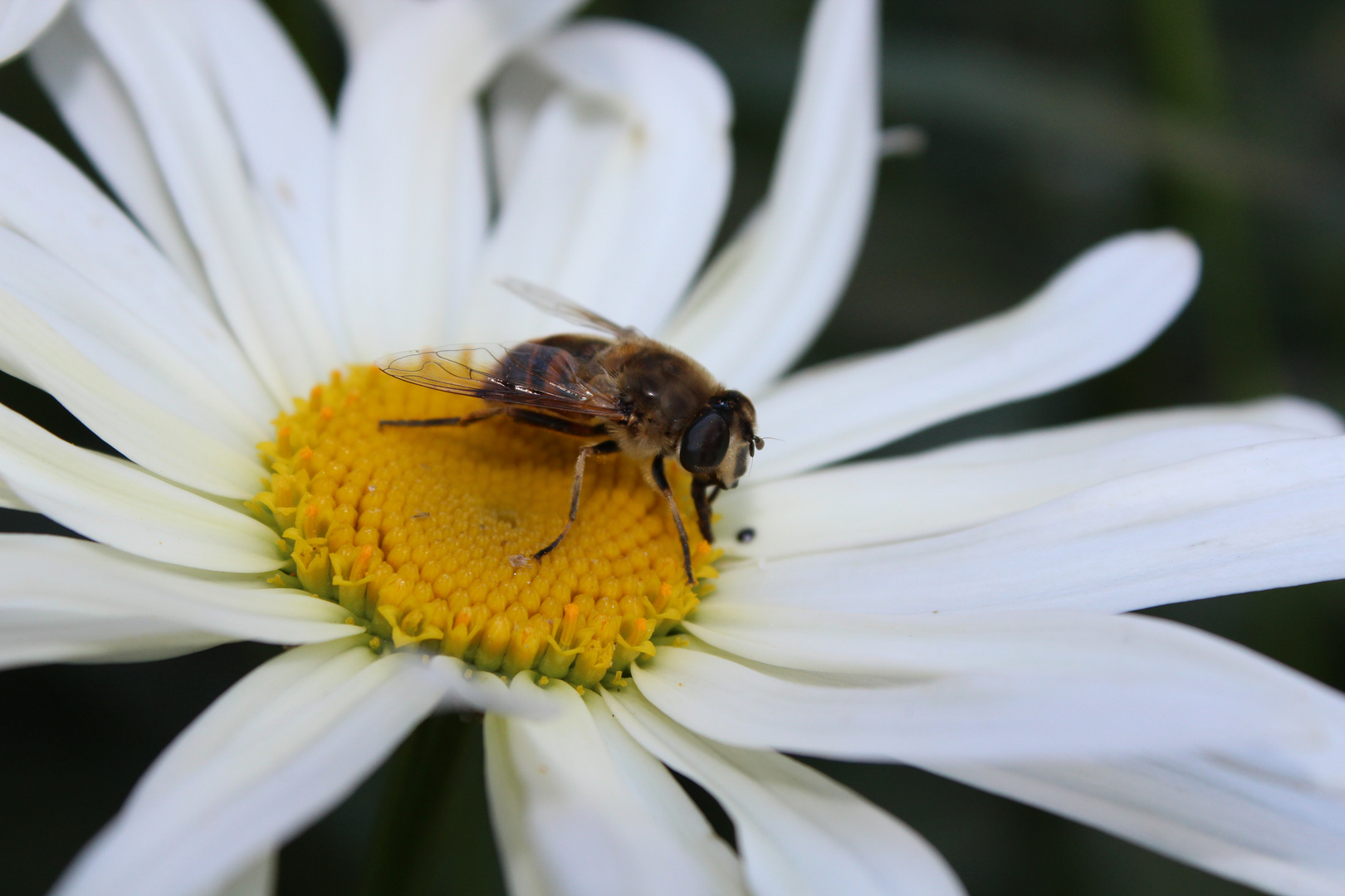 Abeille sur marguerite