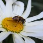 Abeille sur marguerite