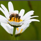 Abeille sur marguerite