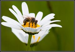 Abeille sur marguerite