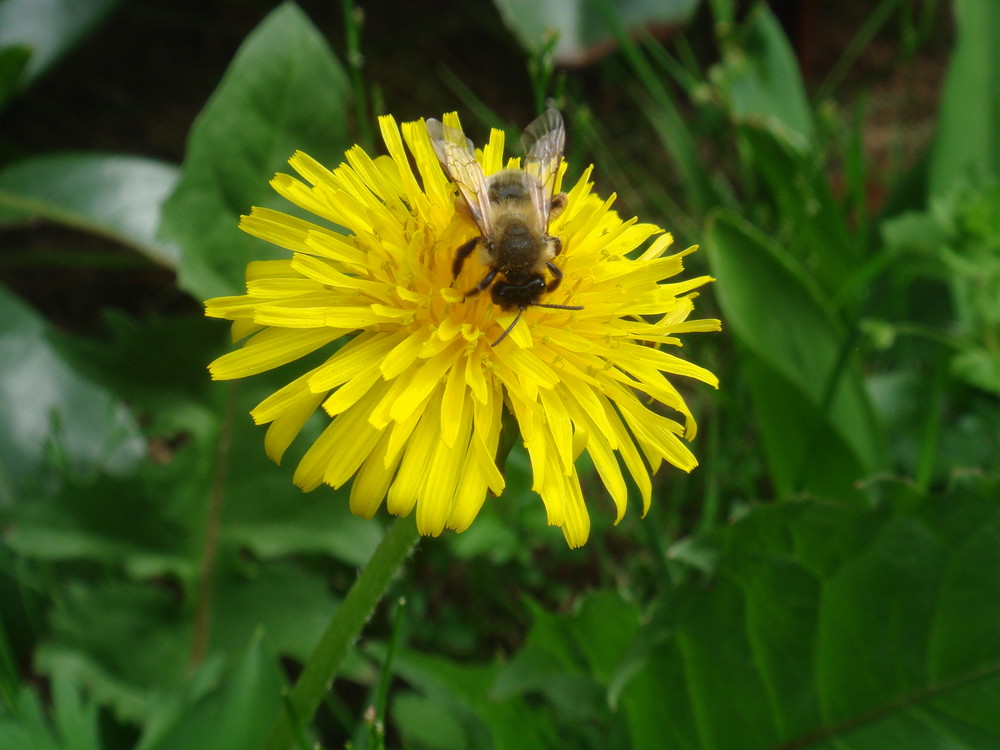 Abeille sur pissenlit.