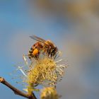 Abeille sur saule au mois de mars 2014