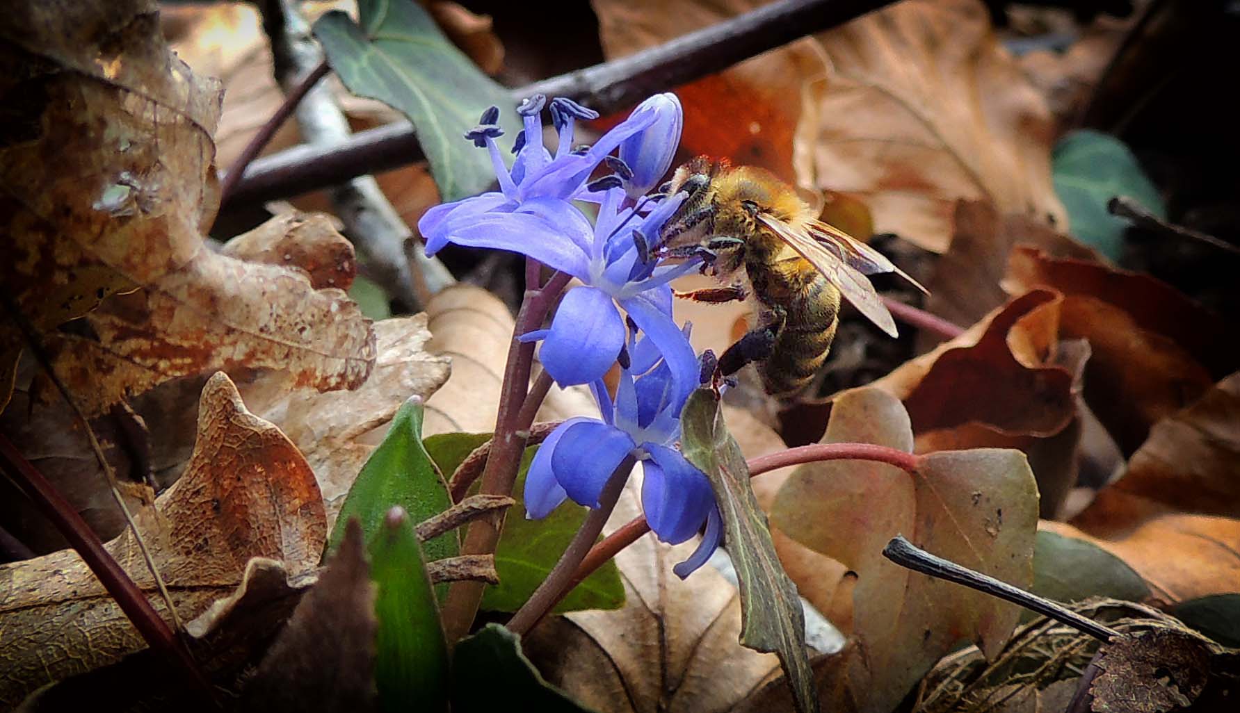 Abeille sur scille à 2 feuilles