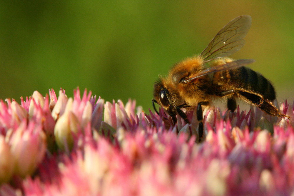 Abeille sur sédum