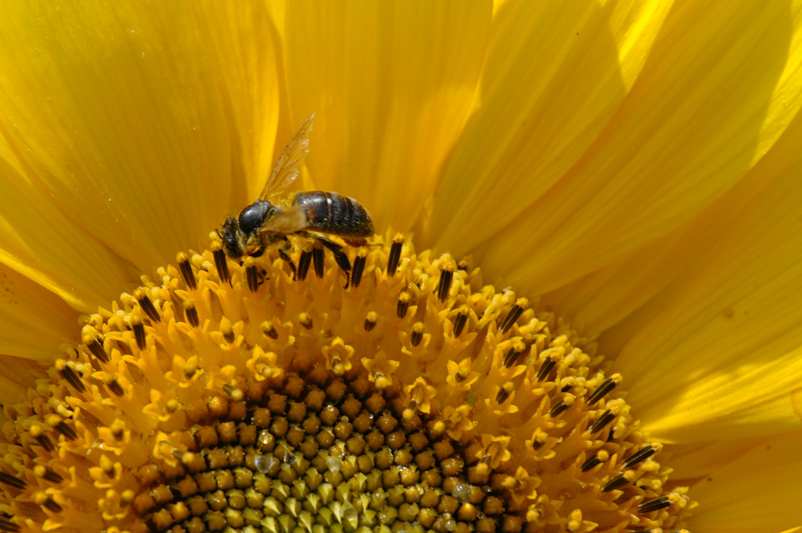 abeille sur son soleil