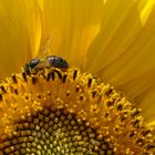 abeille sur son soleil