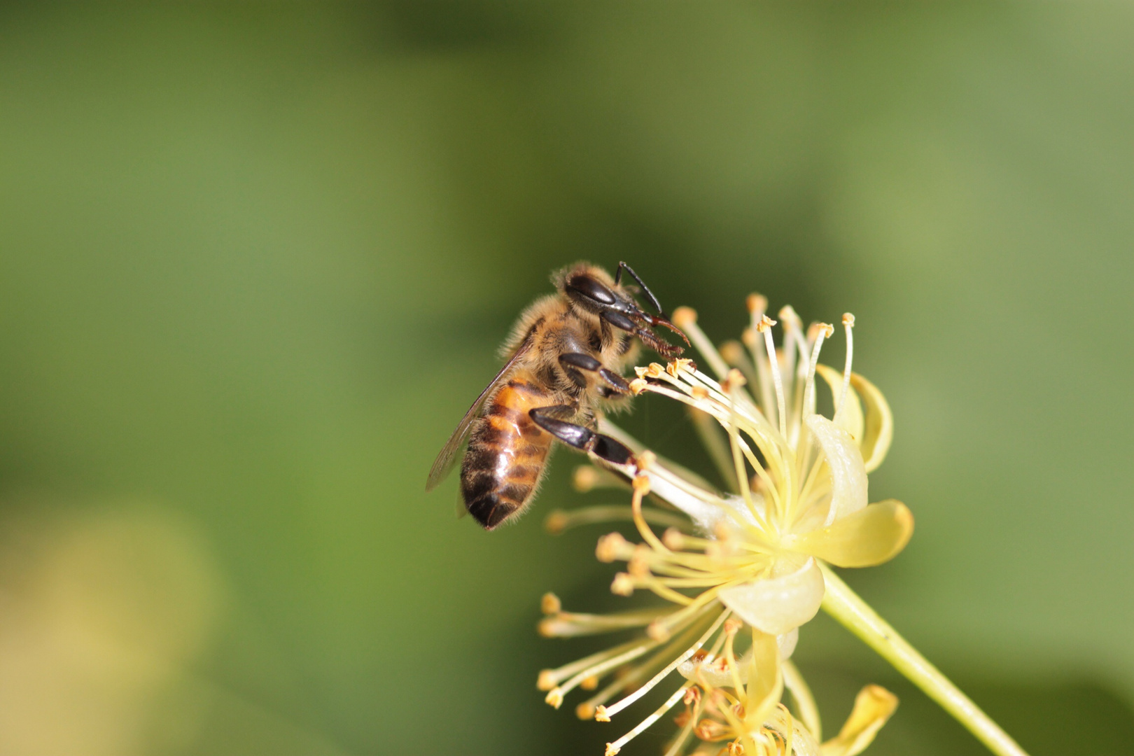 Abeille sur tilleul