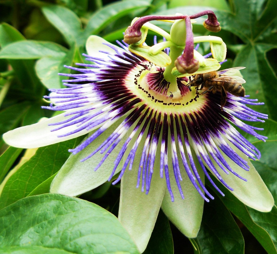 Abeille sur une fleur