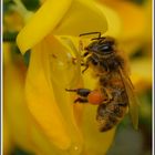 Abeille sur une fleur de genet