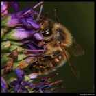 " Abeille sur une fleur de véronique ?? "