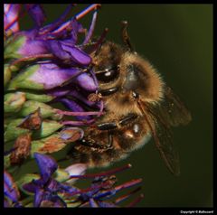 " Abeille sur une fleur de véronique ?? "