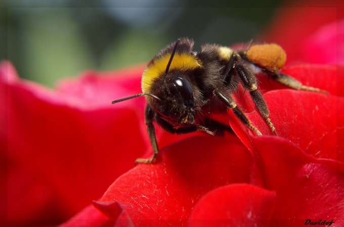 abeille sur une rose