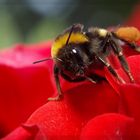 abeille sur une rose