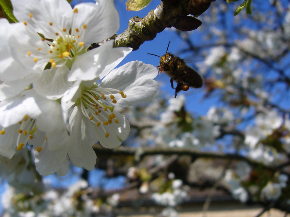 Abeille travailleuse