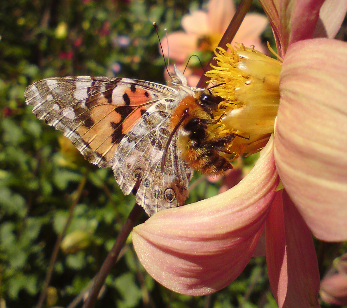 AbeillePapillon