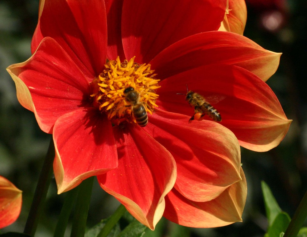 Abeilles butinant un dahlia