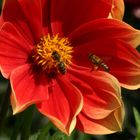 Abeilles butinant un dahlia