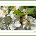 Abeilles en danger