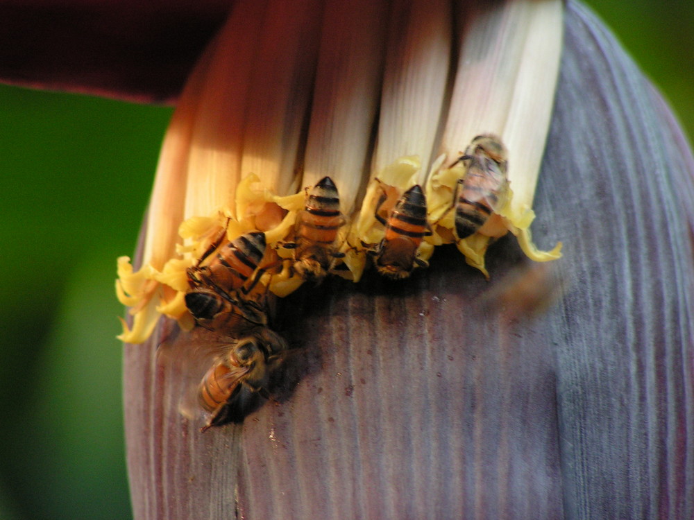 abeilles et fleur de bananier