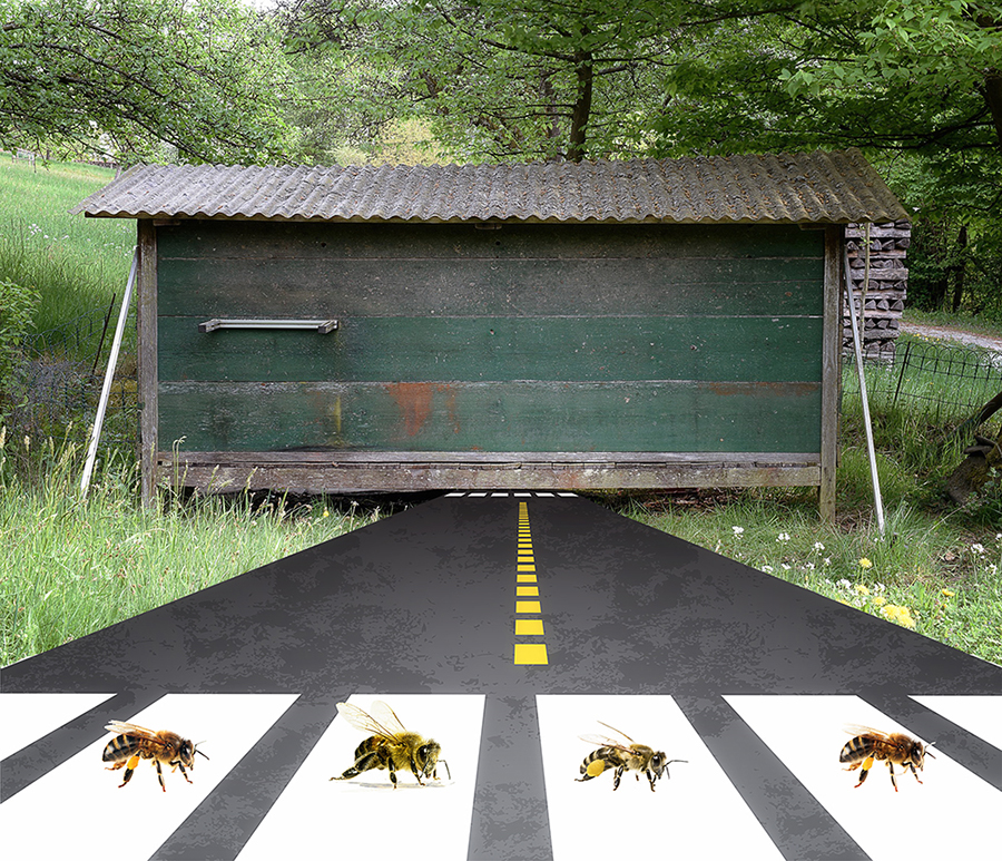 Abeilles road.