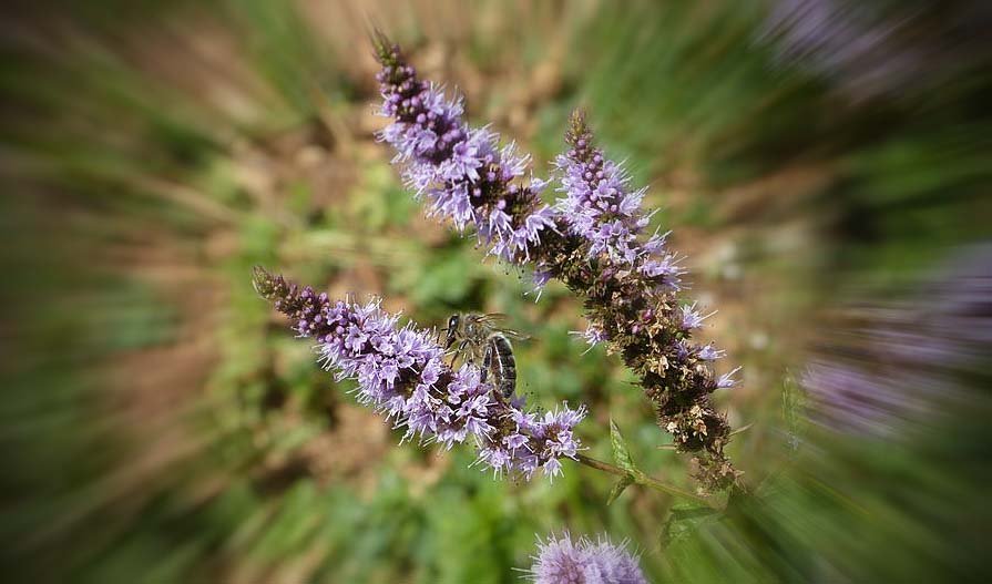 Abeilles sur fleur