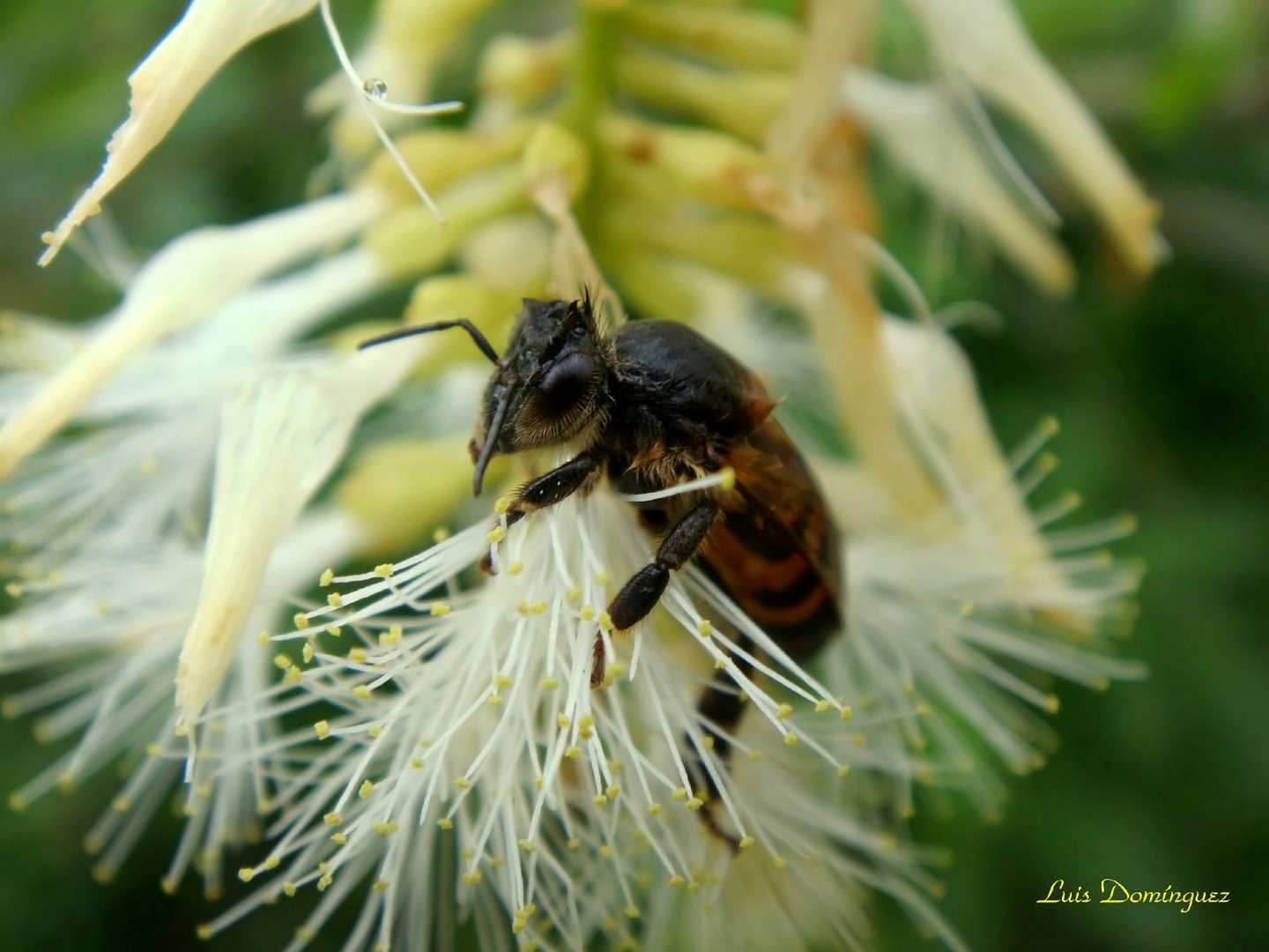 Abeja