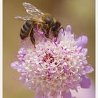 Abeja 1