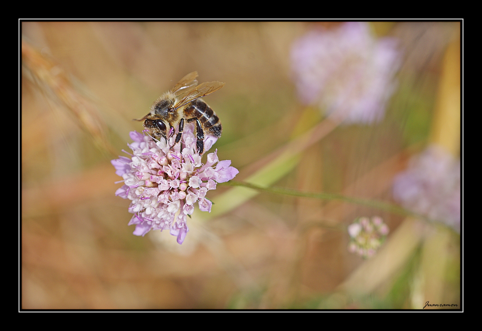 Abeja 2