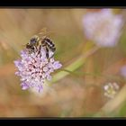 Abeja 2