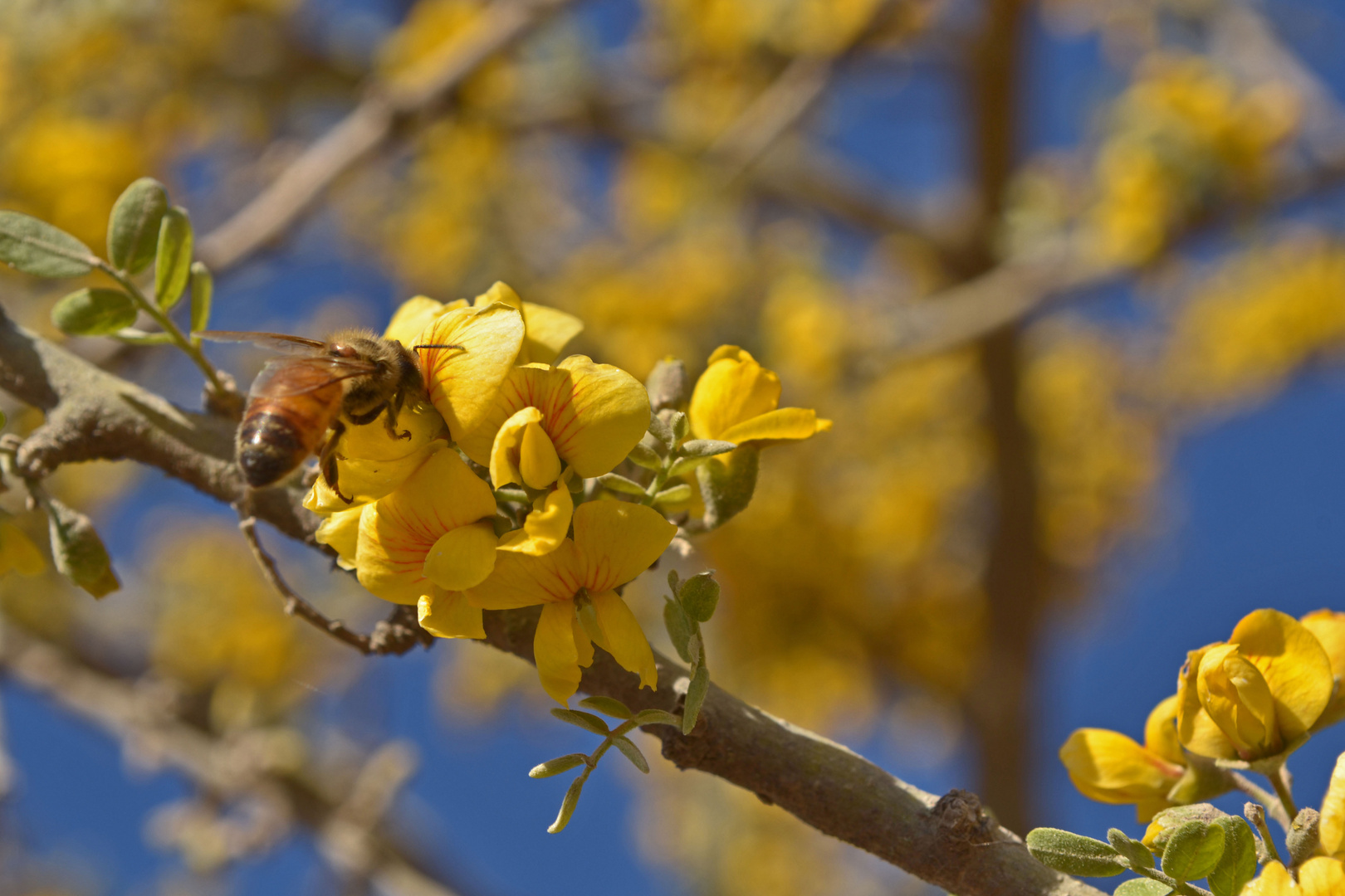 abeja