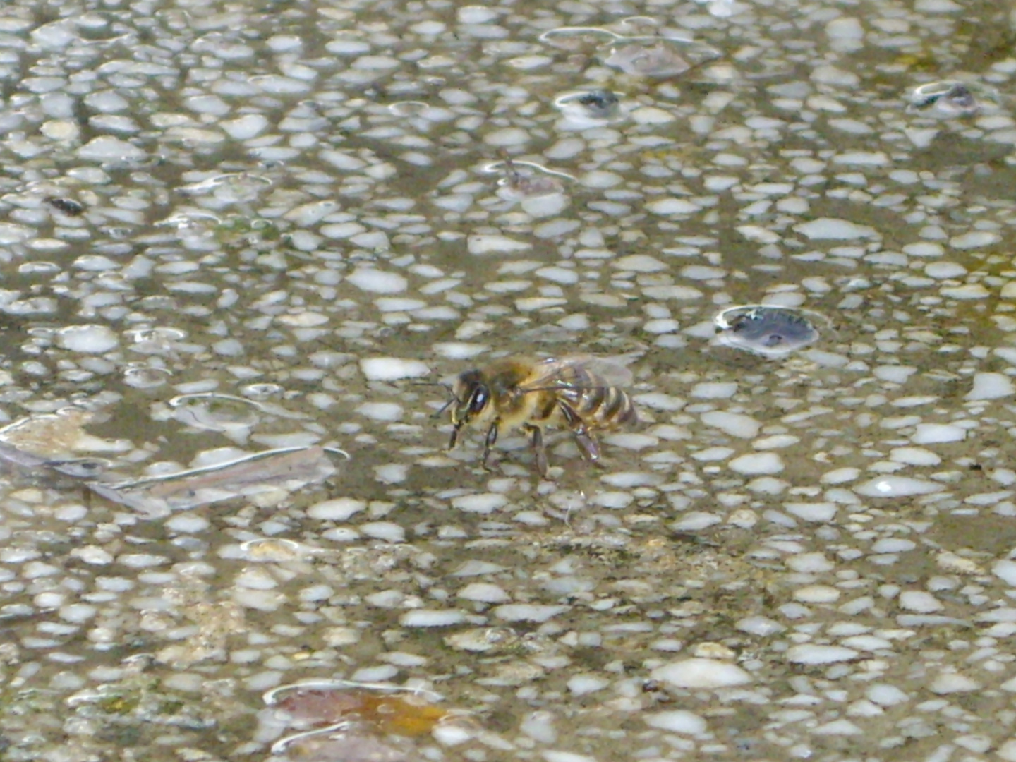 abeja