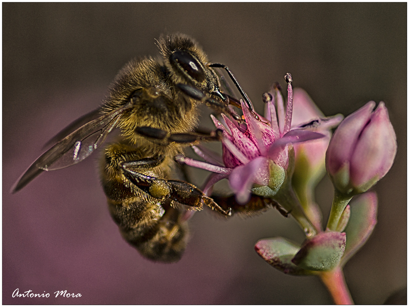 Abeja